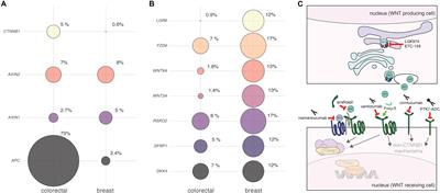 Aberrant WNT/CTNNB1 Signaling as a Therapeutic Target in Human Breast Cancer: Weighing the Evidence